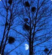 Mistel im Mondschein